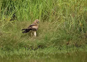 Haliastur: Whistling Kite