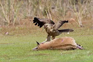 Agilis: Whistling Kite