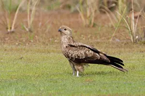 Haliastur: Whistling Kite
