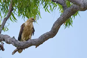 Calliope: Whistling Kite
