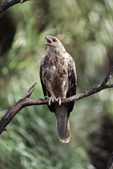 Squawking: Whistling Kite
