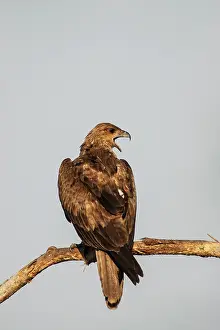 Billabong: Whistling Kite
