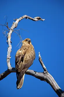 Sphenurus: Whistling Kite - adult Whistling Kite sitting on