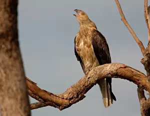 Haliastur: Whistling Kite - calling
