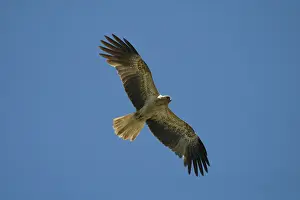 Haliastur: Whistling Kite - In flight