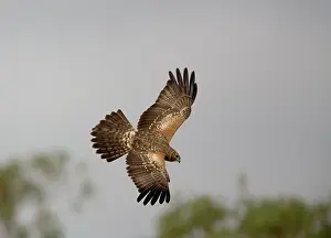 Haliastur: Whistling Kite - In flight