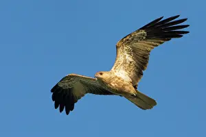 Haliastur: Whistling Kite - In flight