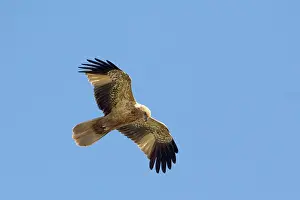 Mangroves: Whistling Kite - In flight above mangroves