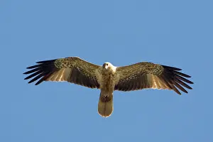 Mangroves: Whistling Kite - In flight above mangroves