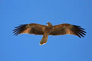 Whistling: Whistling Kite (Haliastur sphenurus), Adelaide