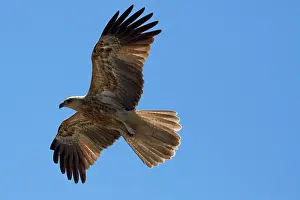 Whistling: Whistling Kite (Haliastur sphenurus), Adelaide