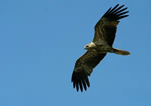 Plumaged: Whistling Kite - Immature plumaged bird in flight