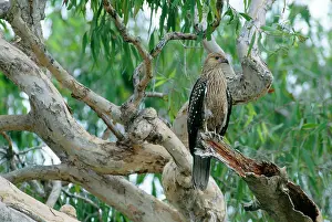 Sphenurus: Whistling KITE - juvenile perched on branch