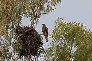 Kites: Whistling Kite and nest Whistling Kite and nest