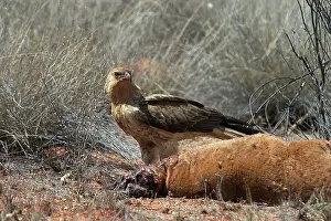 Roadkill: Whistling Kite - At roadkilled kangaroo