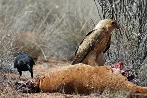 Roadkill: Whistling Kite - At roadkilled kangaroo. Also Little