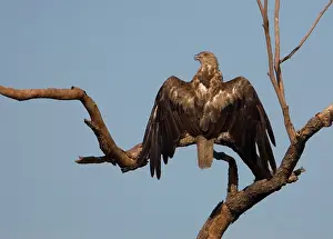 Haliastur: Whistling Kite - sunbathing