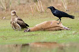 Agilis: Whistling Kite and Torresian Crow (Corvus orru)