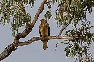 280617: Whistling Kite Whistling Kite
