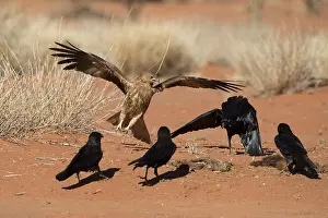 Arriving: Whistling Kite - A Whistling Kite arriving at animal
