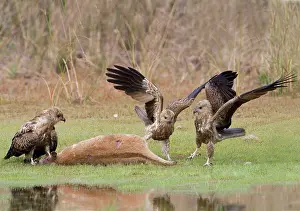 Agilis: Whistling Kites arguing at an Agile Wallaby (Macropus