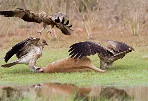 Agilis: Whistling Kites arguing at Agile Wallaby (Macropus agilis)