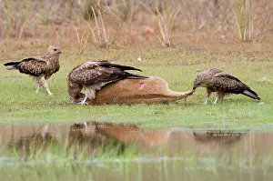 Agilis: Whistling Kites arguing at Agile Wallaby (Macropus agilis)