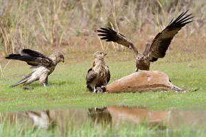 Agilis: Whistling Kites feeding at Agile Wallaby (Macropus agilis)