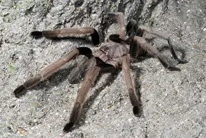 Theraphosid: Whistling Spider
