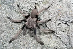 Theraphosid: Whistling Spider