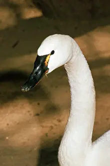 Cobbs: Whistling Swan / Tundra Swan - head