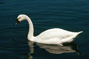 Cobbs: Whistling Swan / Tundra Swan - male