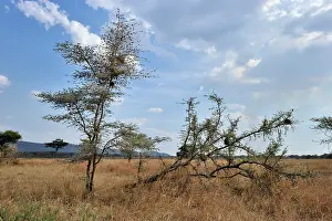 Thorns: Whistling Thorn