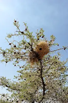 Thorns: Whistling Thorn