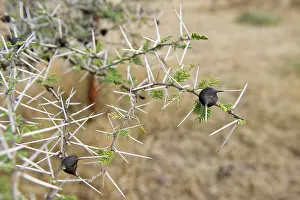 Acacia: Whistling Thorn