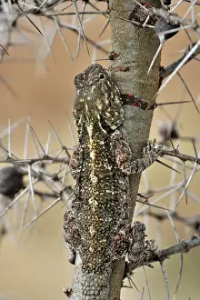 Thorny: Whistling Thorn
