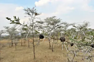Sound: Whistling Thorn