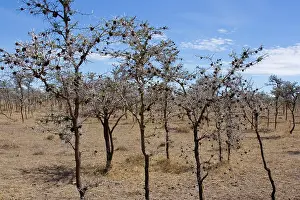Crematogaster: Whistling Thorn Acacia with domatia