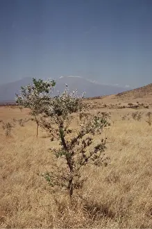 Thorns: WHISTLING THORN / Acacia Tree