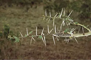 Thorns: WHISTLING THORN / Acacia Tree - branch showing three-inch