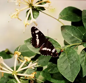 Admirals: White Admiral Butterfly