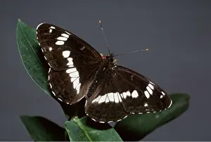 Martin Beames: White Admiral Butterfly - on honeysuckle