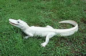 Mutation: White Alligator