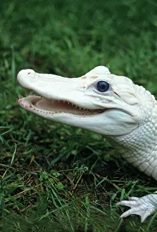 Mutation: White Alligator