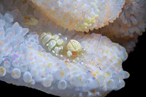 Cleaner: White Anemone shrimp (Periclimenes brevicarpalis)