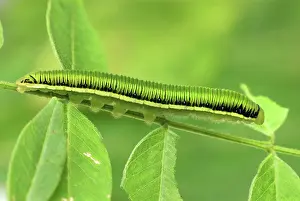 Angled: White Angled-Sulphur Caterpillar Butterfly