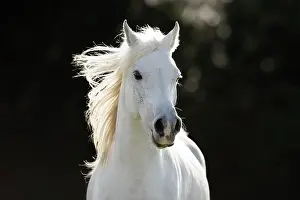 Blow: White Arabian stallion galloping, portrait