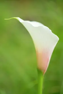 Arum: White Arum lily