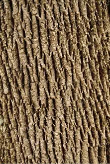 Textures: WHITE ASH BARK - Upland forest tree, bark pattern