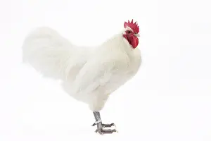 Australorp: White Australorp Chicken Cockerel / Rooster